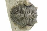 Detailed Hollardops Trilobite - Orange Eye Preservation #273444-3